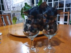 Tiny baby Yorkie puppies in wine glasses
