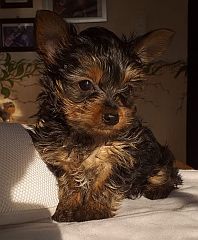 Tiny Yorkie puppy