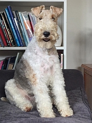 Fox terrier, wire, sitting down