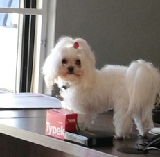 An ideal house dog