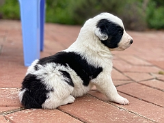 Little border collie puppy